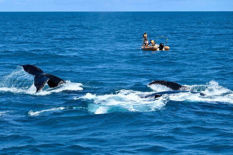 El renacer de las ballenas jorobadas en el Atlántico Sur de Brasil