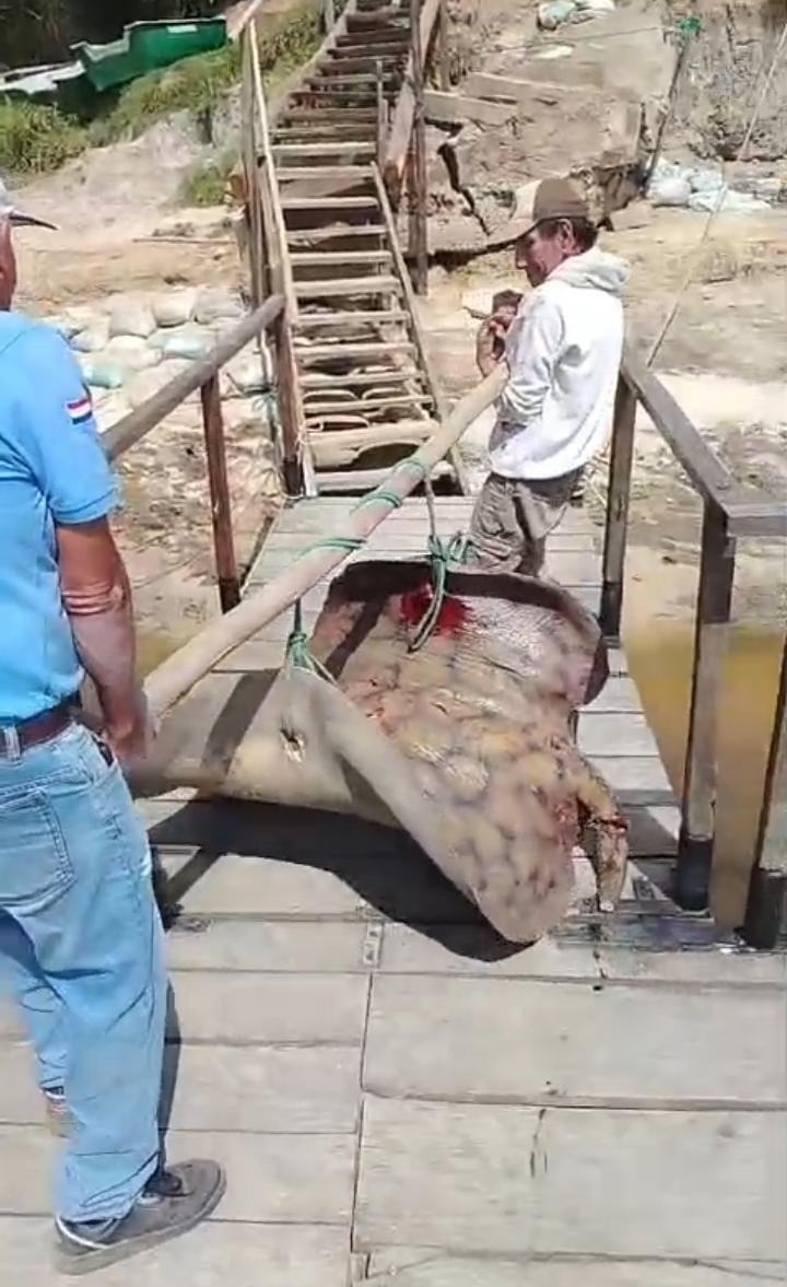 Capturan una raya de 90 kilos en aguas del río Paraguay