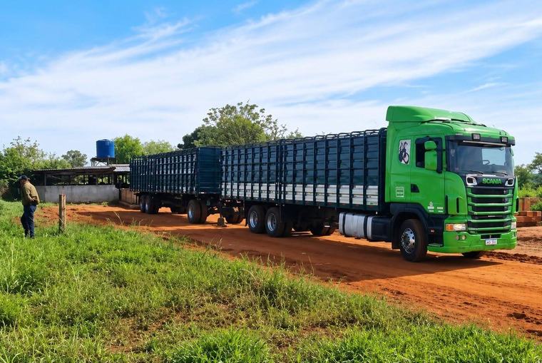 Tras denuncia de productores, incautan 187 cerdos vivos ingresados de contrabando