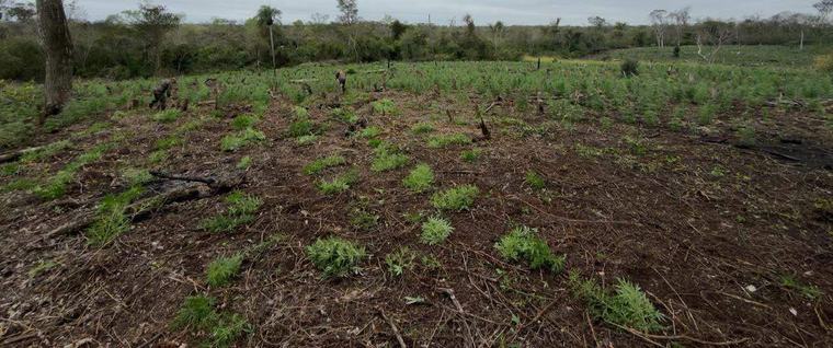 Parque Nacional Paso Bravo: Policía destruye cultivos de cannabis y más de 1 tonelada de marihuana picada