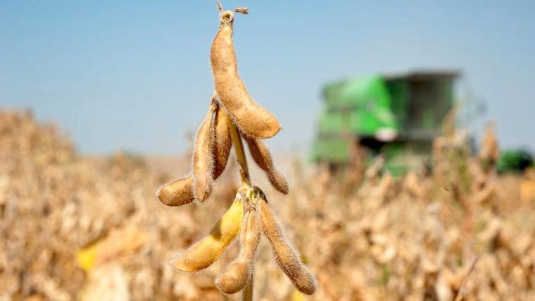 Proyectan superar las 11 millones de toneladas en la zafra 2026/27 pese a El Niño