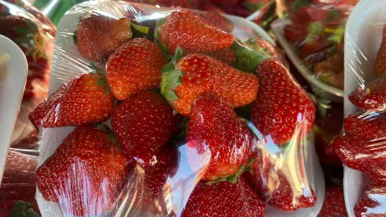 De 5 a 60 familias, la producción de frutilla gana terreno como sustento en Caaguazú