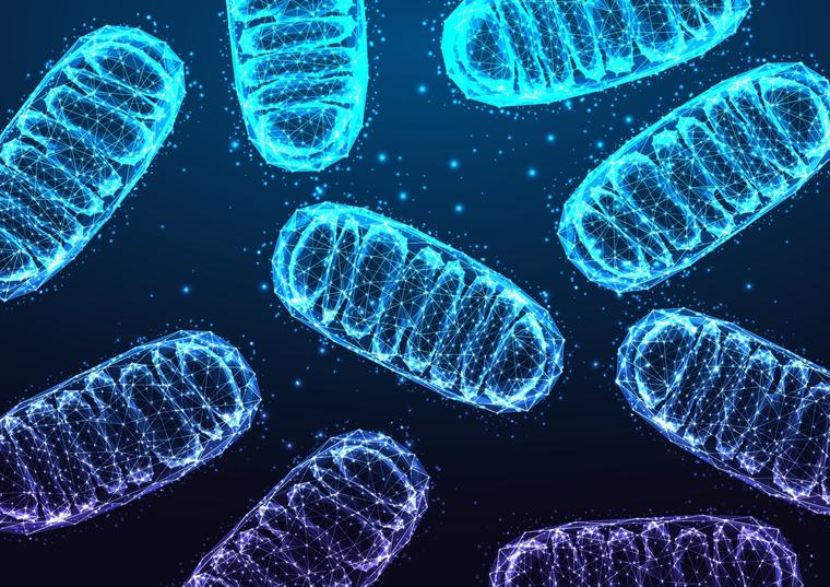 Los tejidos del cuerpo adaptan su capacidad de limpieza a su actividad metabólica