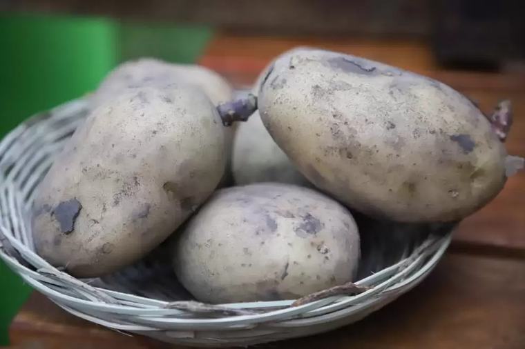 El cultivo de papa se consolida en Itapúa con buen desarrollo y sanidad