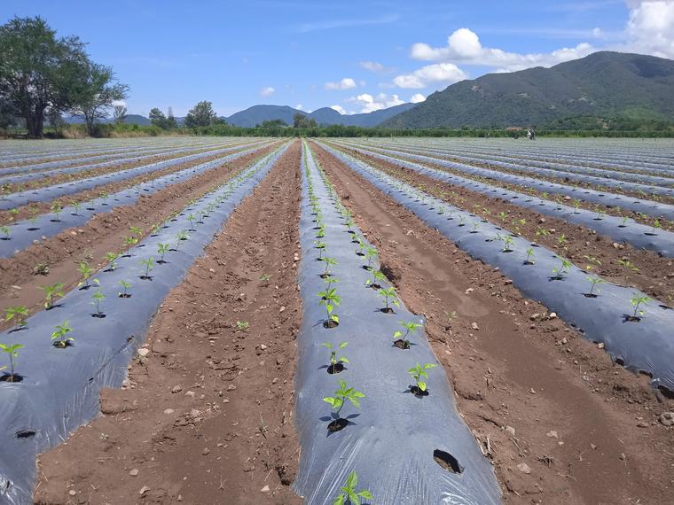 Paraguay quiere convertir la agricultura orgánica en un nuevo motor de crecimiento