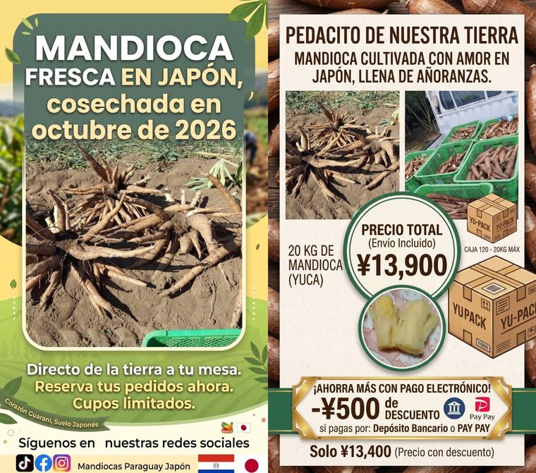 De la tierra paraguaya a las mesas de Japón: cultivan mandioca y maíz para mantener vivo el sabor de casa