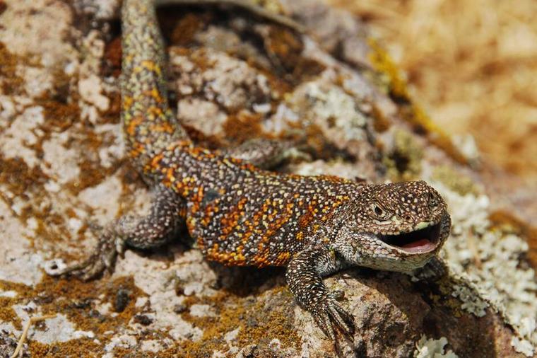 Nueva especie de lagartija endémica hallada en el altiplano peruano
