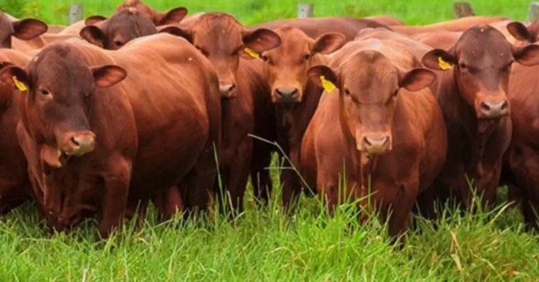 La faena bovina en Paraguay cayó 17% en el mes de agosto