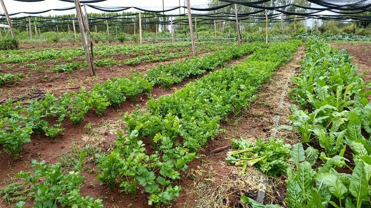 La lluvia llega a tiempo y favorece a cultivos de trigo y productos frutihortícolas