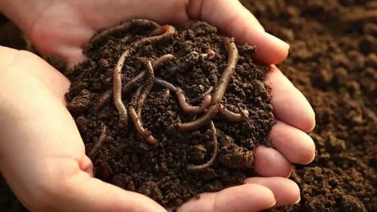 De cultivar cítricos a elaborar humus de lombriz: en Caacupé productores de Cabañas buscan mercado para 10.000 kilos semanales
