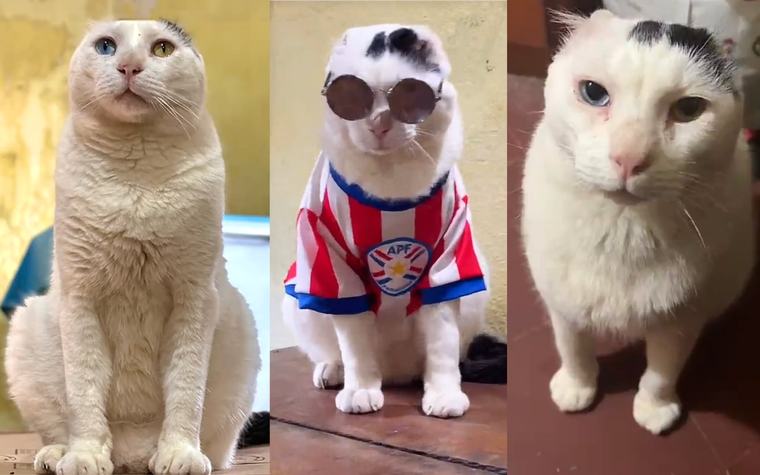 Viral: Jimin, el gatito paraguayo sin orejas que “habla” y causa furor en redes